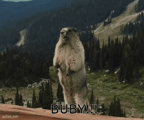 Buby Marmot GIF - Buby Marmot Scream GIFs