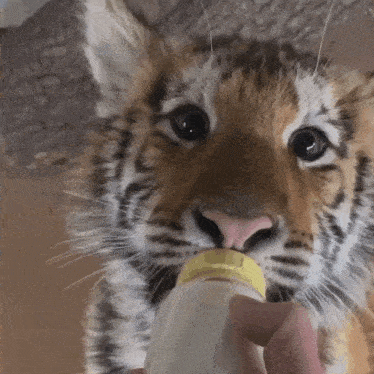 Tiger Cub GIF - Tiger Cub Cat GIFs