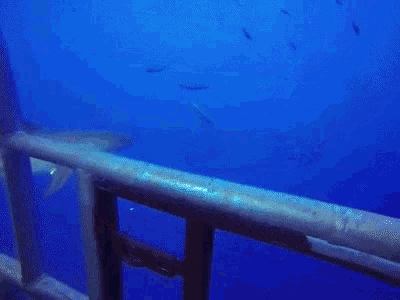 a scuba diver is swimming in the ocean behind a fence .