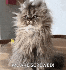 a fluffy cat is sitting on a wooden table and saying `` we are screwed ! ''