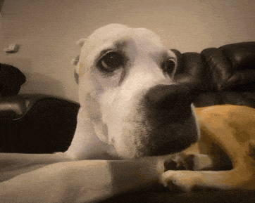 a close up of a dog laying on a couch with a black couch in the background