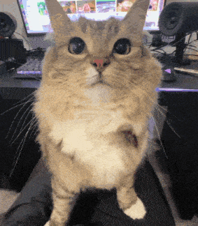 a cat is sitting on a person 's lap in front of a computer