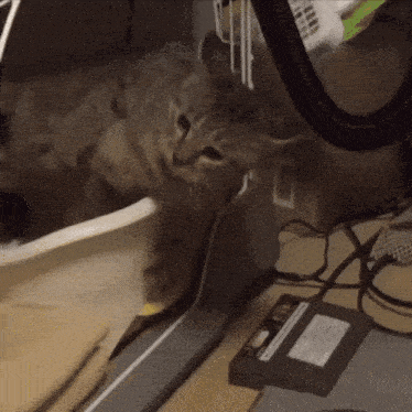 Tweaking Cat Tweaking GIF - Tweaking Cat Tweaking Cat GIFs