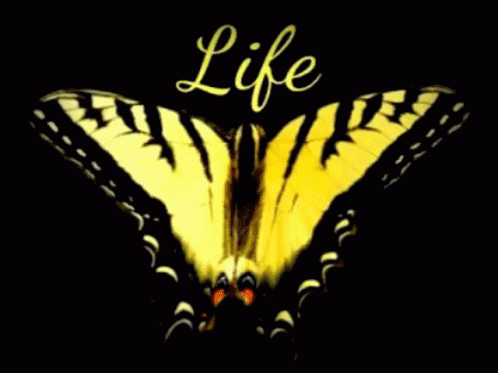 Butterfly Life GIF - Butterfly Life Is GIFs