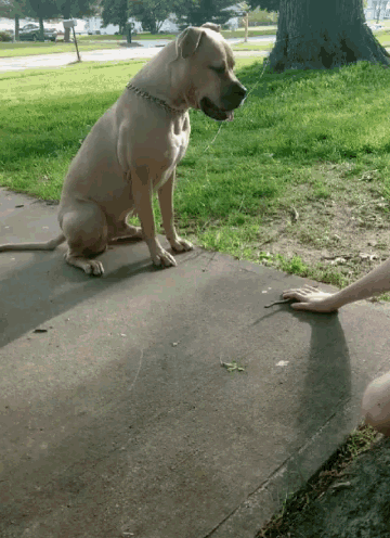 a dog is sitting on a sidewalk next to a person 's hand