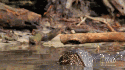 a national geographic logo can be seen on a video