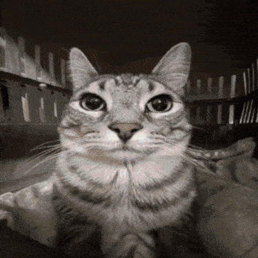 a cat in a cage looks at the camera with a serious look on its face