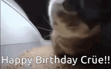 Happy Birthday Happy Birthday Crue GIF - Happy Birthday Happy Birthday Crue Cat GIFs