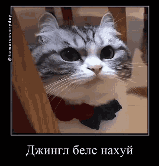 a picture of a cat with a bow around its neck in a frame