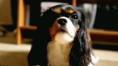 King Charles Spaniel Spaniel GIF - King Charles Spaniel Spaniel Dog GIFs