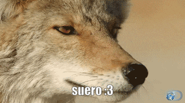 a close up of a wolf 's face with suero : 3 written on the bottom