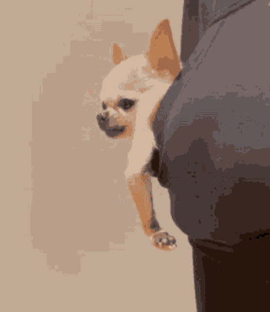 a small chihuahua is sitting on a person 's back