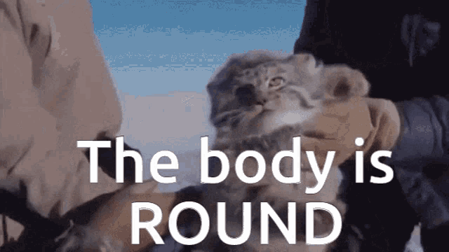 Body Round GIF - Body Round Pallas Cat GIFs