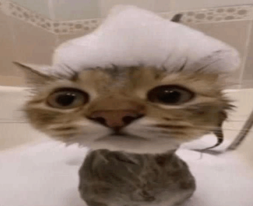 Cat Meme Cat Funny GIF - Cat Meme Cat Funny Cat Cute GIFs