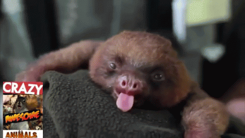 Just A Cute Sloth!!  GIF - GIFs