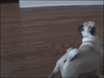Dramatic Pug GIF - Dog Dramatic Staring GIFs