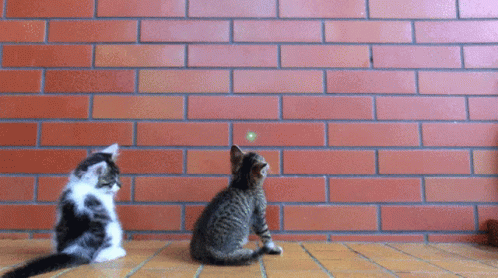Lazer Cat GIF - Lazer Cat Blow Up GIFs
