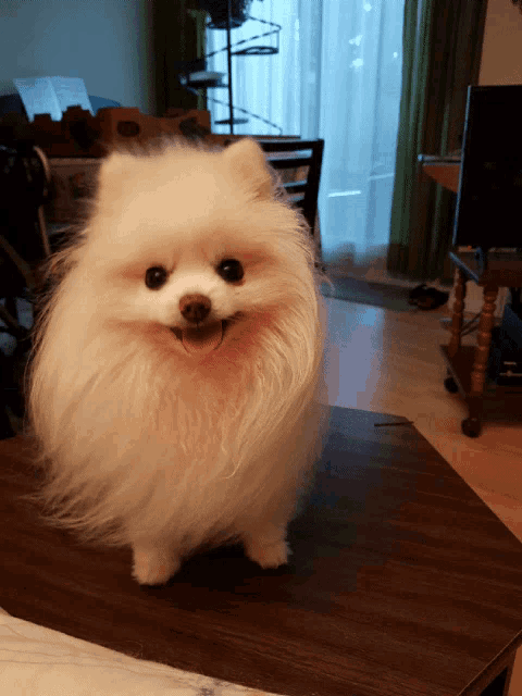 a small white dog is standing on a wooden table in a living room