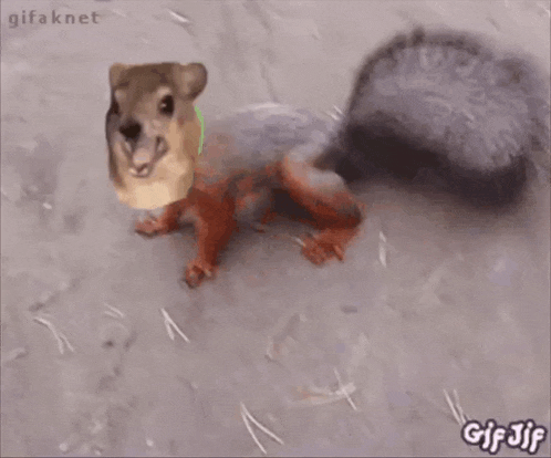a squirrel is standing on its hind legs on the ground looking at the camera .