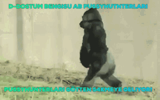 a gorilla walking in the grass with the words pussyhunterlari