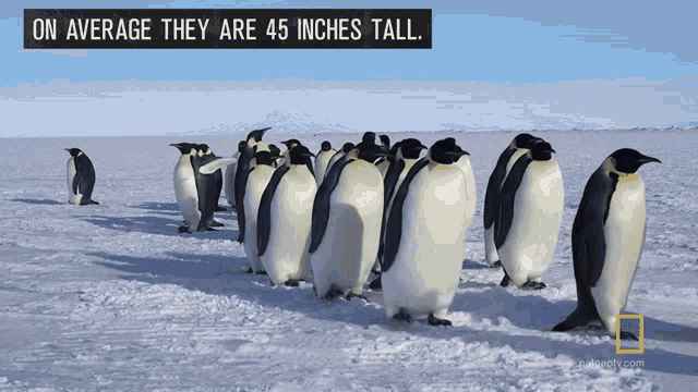 On Average They Are45inches Tall Emperor Penguins GIF