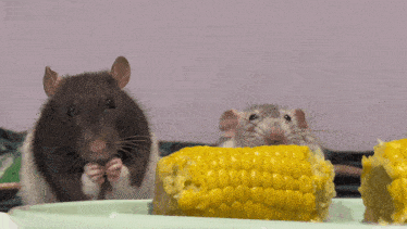 two rats are eating corn on the cob