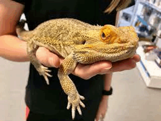 a person is holding a large lizard in their hands .