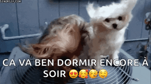 a couple of dogs standing next to each other with the words ca va ben dormir encore a soir below them