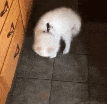 a white cat is standing on a tiled floor in a kitchen next to a dresser .