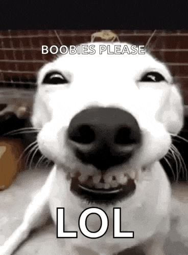 a white dog is smiling and making a funny face with the words `` boobies please lol '' .