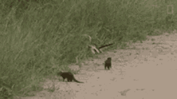 a group of squirrels are standing in the grass on the ground .