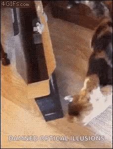 a dog is standing on a wooden floor in front of a staircase .