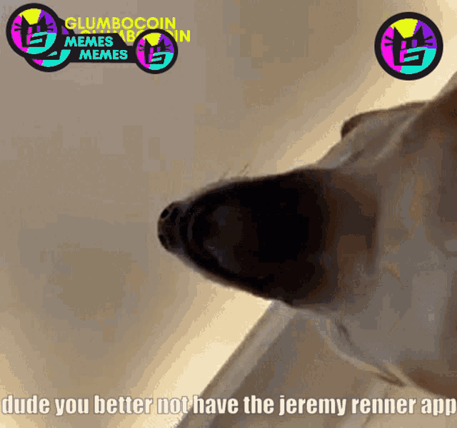 a picture of a dog with the words dude you better not have the jeremy renner app below it