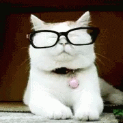 Nerds Cat GIF - Nerds Cat White GIFs