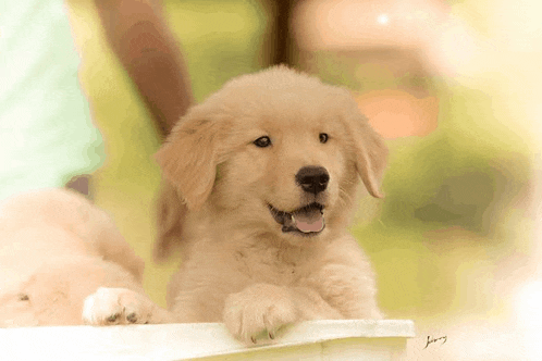 a golden retriever puppy is laying in a white bucket and looking at the camera