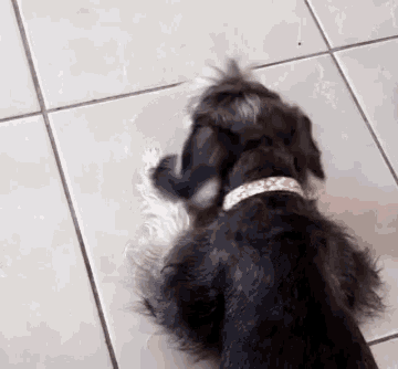 a black dog with a pink collar is laying on a tiled floor