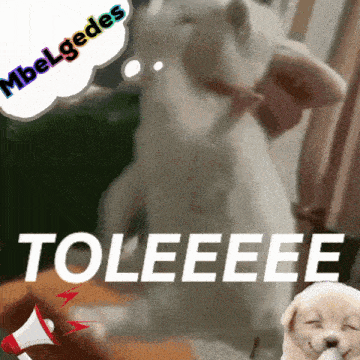 a picture of a cat with a speech bubble that says " mbelgedes toleeee "