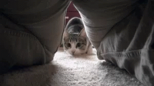 Cats Approach GIF - Cats Approach Close Up GIFs
