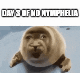 a picture of a seal with a caption that says day 3 of no nympholia