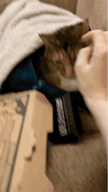 a cat is laying on a couch with a person 's hand on it .