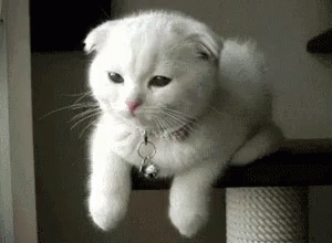 Cats Wink GIF - Cats Cat Wink GIFs
