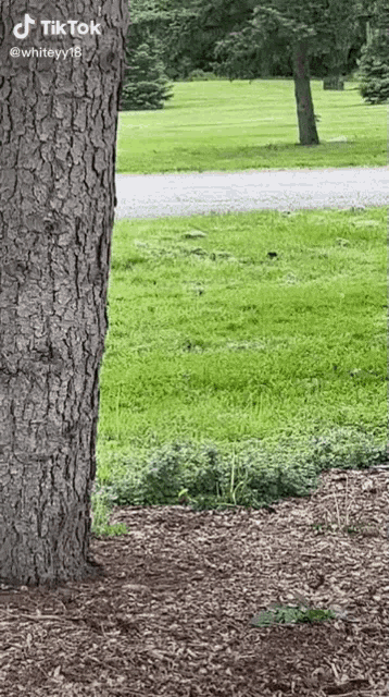 a tree trunk is in the middle of a grassy field .