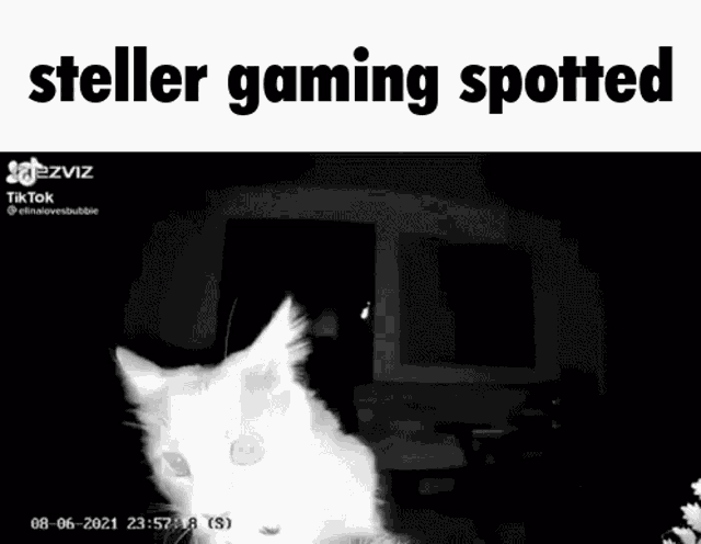 a black and white photo of a cat with the words `` steller gaming spotted '' written above it .