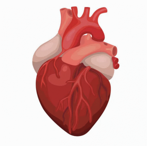 Heart Images GIF - Heart Images GIFs