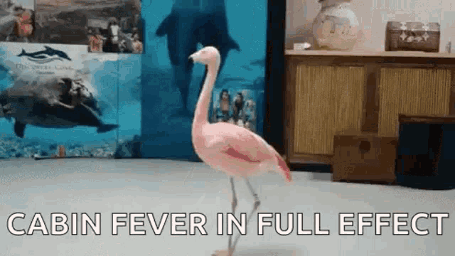 Cabin Fever Full Effect GIF - Cabin Fever Full Effect Flamingo GIFs