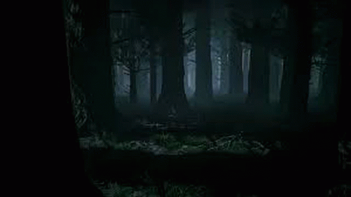 Dark Forest GIF - Dark Forest GIFs