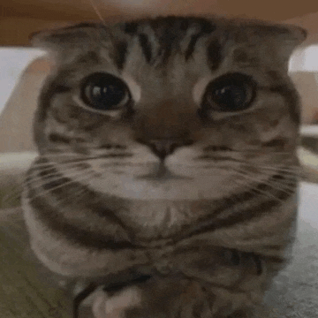 a close up of a cat 's face with its arms crossed .