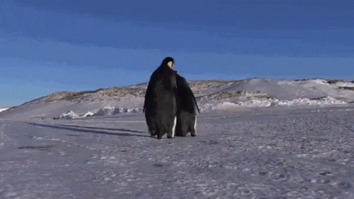 Penguins Two Drunk Buddies GIF - Penguins Two Drunk Buddies GIFs
