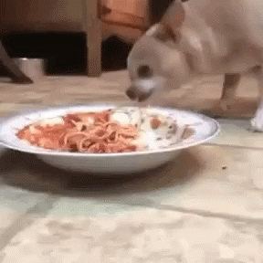 Dog Spaghetti GIF - Dog Spaghetti Coughing GIFs