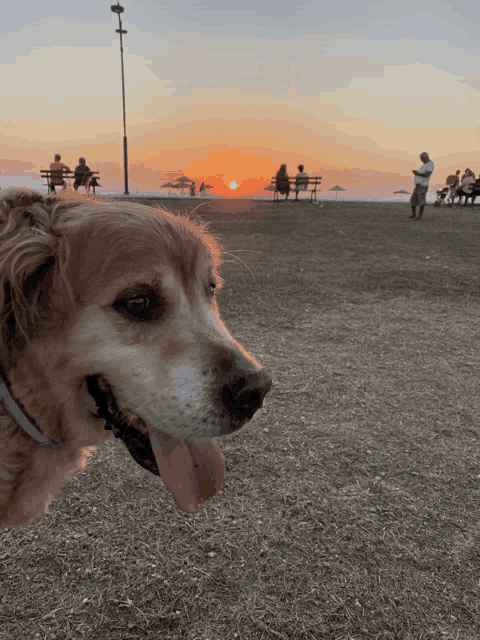 a dog with its tongue hanging out is looking at the sunset